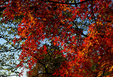 武蔵野観光霊園の紅葉