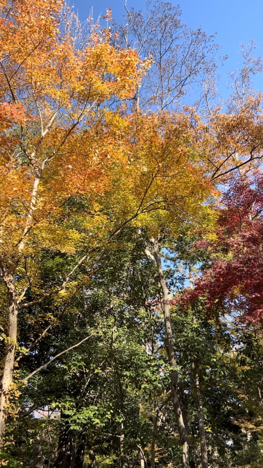 深大寺動物霊園　秋